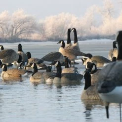 Avery GHG Pro Grade Canada Goose Floater Decoys – 4 Pack, Active -Outlet Sporting Goods Store 42410519 2