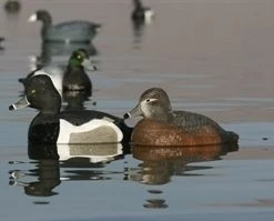 Avery 73040 GHG Life-Sized Ring Neck Ducks -Outlet Sporting Goods Store 42410593 3 1