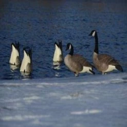 Avery PG Honker Butt-Up Feeders (Pair) -Outlet Sporting Goods Store 42410605 2