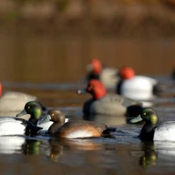 Avery GHG Life Size Bluebill Floater Decoys - 6 Pack 12 Avery GHG Life Size Bluebill Floater Decoys - 6 Pack -Outlet Sporting Goods Store 42410881 4
