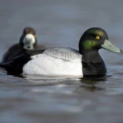 Avery GHG Life Size Bluebill Floater Decoys - 6 Pack -Outlet Sporting Goods Store 42410881 5 1