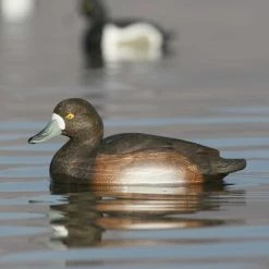 Avery GHG Life Size Bluebill Floater Decoys - 6 Pack -Outlet Sporting Goods Store 42410881 6 1