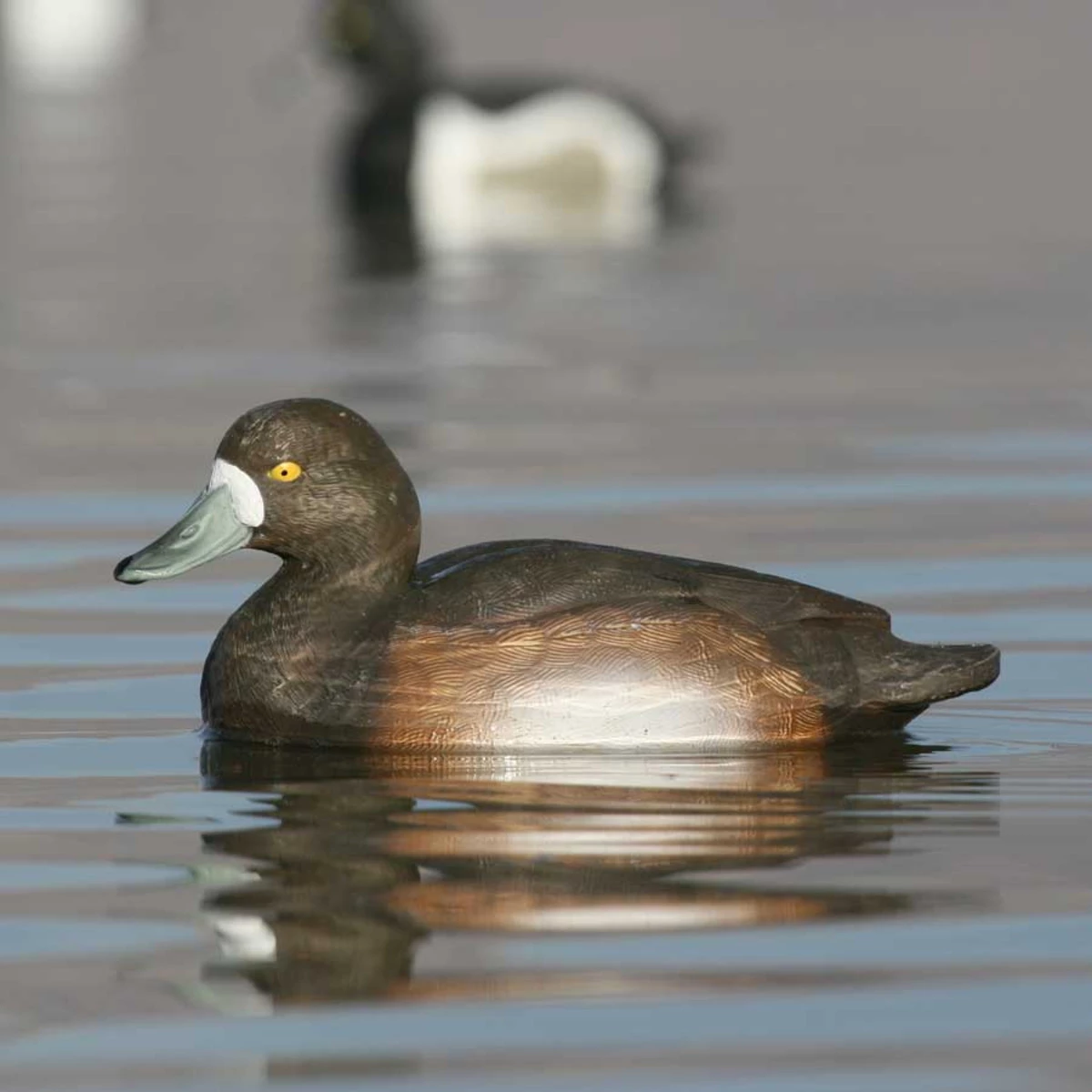 Avery GHG Life Size Bluebill Floater Decoys - 6 Pack 8 Avery GHG Life Size Bluebill Floater Decoys - 6 Pack - Image 6