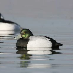 Avery GHG Life Size Bluebill Floater Decoys - 6 Pack -Outlet Sporting Goods Store 42410881 7 1