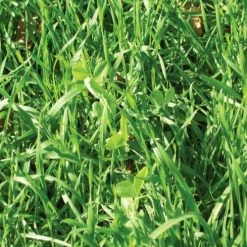 Antler King Fall/Winter/Spring Food Plot Blend - 17 LB 5 Antler King Fall/Winter/Spring Food Plot Blend - 17 LB -Outlet Sporting Goods Store 53580011 1