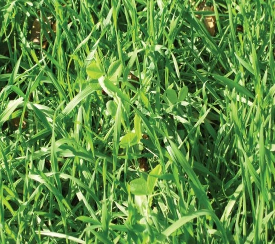 Antler King Fall/Winter/Spring Food Plot Blend - 17 LB 4 Antler King Fall/Winter/Spring Food Plot Blend - 17 LB - Image 2