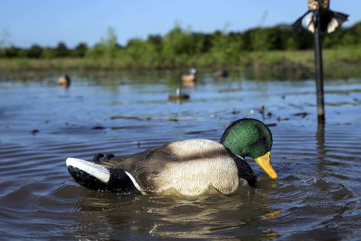 MOJO HW 2443 Rippler 3 MOJO HW 2443 Rippler