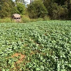 Evolved Harvest 7 Card Stud Full Season Forage – 10 lb 5 Evolved Harvest 7 Card Stud Full Season Forage – 10 lb -Outlet Sporting Goods Store 73027 2 1