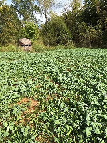 Evolved Harvest 7 Card Stud Full Season Forage – 10 lb 4 Evolved Harvest 7 Card Stud Full Season Forage – 10 lb - Image 2