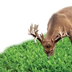 Antler King Chicory - 1 lb -Outlet Sporting Goods Store akc1 5 1