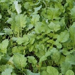 Whitetail Institute Beets & Greens – 3 LB -Outlet Sporting Goods Store bg3 3 1 1