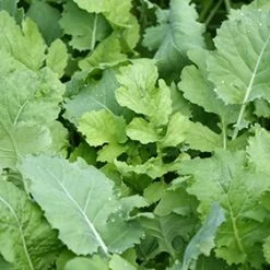 Whitetail Institute Beets & Greens – 3 LB -Outlet Sporting Goods Store bg3 4 1