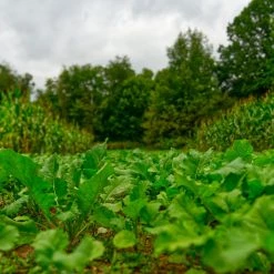 Domain Big Sexy Annual Mix -Outlet Sporting Goods Store bsfp3bigsexy 1