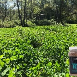 Domain Comeback Kid Perennial Mix -Outlet Sporting Goods Store cbkfp375comebackkid 2 1