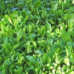 Whitetail Institute ChicMagnet (Perennial) – 3 LB -Outlet Sporting Goods Store cm3 3 1