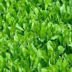 Whitetail Institute ChicMagnet (Perennial) – 3 LB -Outlet Sporting Goods Store cm3 4 1