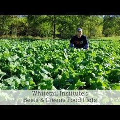 Whitetail Institute Beets & Greens – 3 LB -Outlet Sporting Goods Store hqdefault 30 58