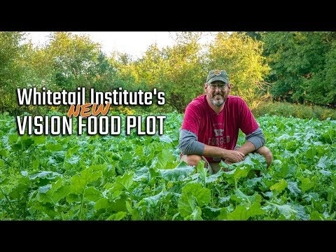 Whitetail Institute VISION (Perennial) - 4 LB 7 Whitetail Institute VISION (Perennial) - 4 LB - Image 5