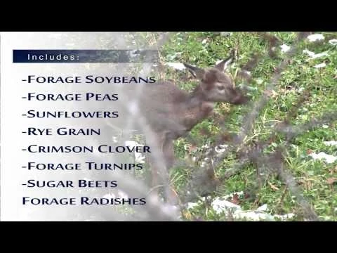 Frigid Forage Monster Magnet – 8.5 lb / 1/3 Acre Bag 8 Frigid Forage Monster Magnet – 8.5 lb / 1/3 Acre Bag - Image 6