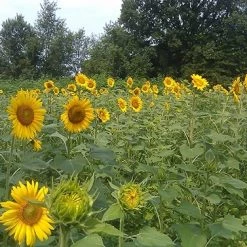 Frigid Forage Monster Magnet – 8.5 lb / 1/3 Acre Bag 10 Frigid Forage Monster Magnet – 8.5 lb / 1/3 Acre Bag -Outlet Sporting Goods Store monsm8.50 3 1