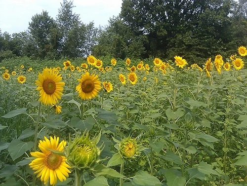 Frigid Forage Monster Magnet – 8.5 lb / 1/3 Acre Bag 5 Frigid Forage Monster Magnet – 8.5 lb / 1/3 Acre Bag - Image 3