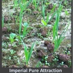 Whitetail Institute Imperial Pure Attraction (Annual) - 26 LB -Outlet Sporting Goods Store pa26 2 1