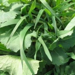 Whitetail Institute Imperial Pure Attraction (Annual) - 26 LB -Outlet Sporting Goods Store pa26 4