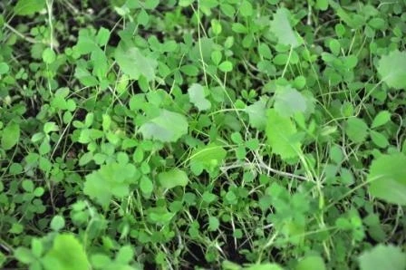 Whitetail Institute VISION (Perennial) - 4 LB 4 Whitetail Institute VISION (Perennial) - 4 LB - Image 2