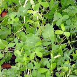 Whitetail Institute VISION (Perennial) - 4 LB 9 Whitetail Institute VISION (Perennial) - 4 LB -Outlet Sporting Goods Store vis4 3 1