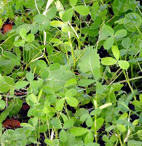 Whitetail Institute VISION (Perennial) - 4 LB 5 Whitetail Institute VISION (Perennial) - 4 LB - Image 3