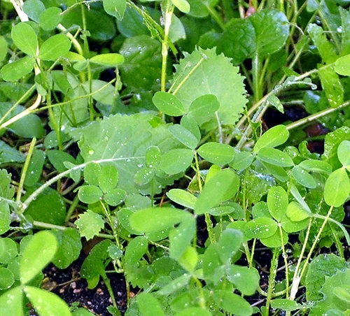 Whitetail Institute VISION (Perennial) - 4 LB 6 Whitetail Institute VISION (Perennial) - 4 LB - Image 4