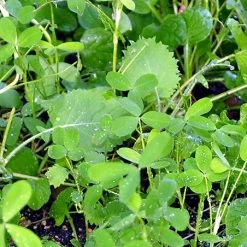 Whitetail Institute VISION (Perennial) - 4 LB -Outlet Sporting Goods Store vis4 4