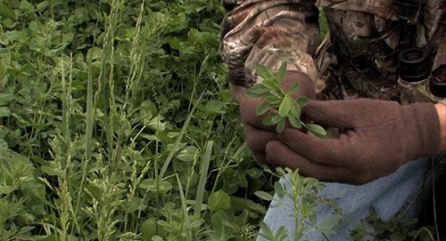 Frigid Forage Wall Hanger – 4 lb / 1/2 Acre Bag 5 Frigid Forage Wall Hanger – 4 lb / 1/2 Acre Bag - Image 3