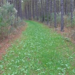 Whitetail Imperial No-Plow (Annual) 9lb (.5 Acre) -Outlet Sporting Goods Store webimg 2830 14452.1372867248 1