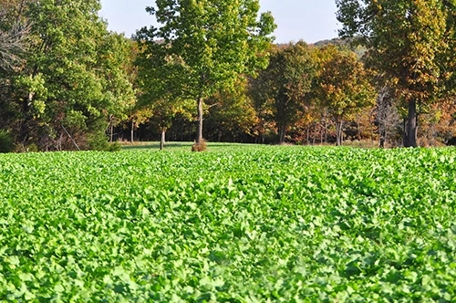 Whitetail Institute Imperial Winter-Greens (Annual) - 3 LB 4 Whitetail Institute Imperial Winter-Greens (Annual) - 3 LB - Image 2
