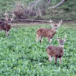 Whitetail Institute Imperial Winter-Greens (Annual) - 3 LB -Outlet Sporting Goods Store wg3 3 1