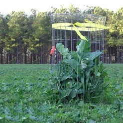 Whitetail Institute Imperial Winter-Greens (Annual) - 3 LB -Outlet Sporting Goods Store wg3 4 1