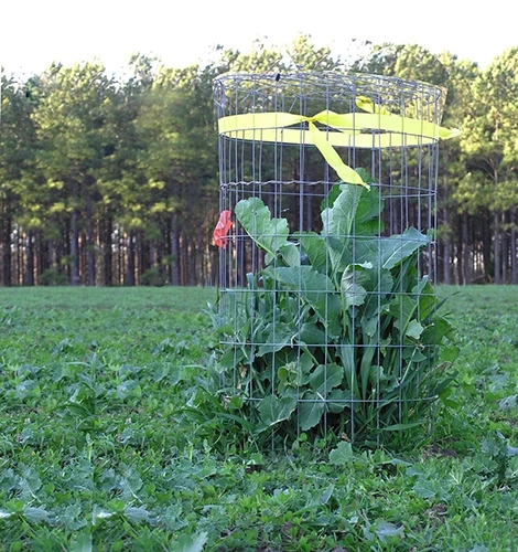 Whitetail Institute Imperial Winter-Greens (Annual) - 3 LB 6 Whitetail Institute Imperial Winter-Greens (Annual) - 3 LB - Image 4
