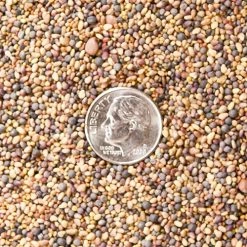 Frigid Forage Wild Game Buffet – 4 lb / 1/2 Acre Bag 9 Frigid Forage Wild Game Buffet – 4 lb / 1/2 Acre Bag -Outlet Sporting Goods Store wldgmb4.0 2