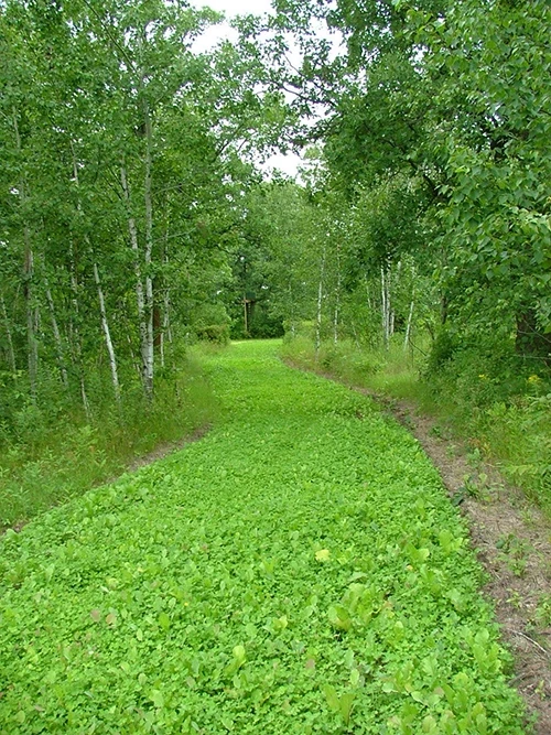 Frigid Forage Wild Game Buffet – 4 lb / 1/2 Acre Bag 5 Frigid Forage Wild Game Buffet – 4 lb / 1/2 Acre Bag - Image 3