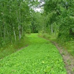 Frigid Forage Wild Game Buffet – 4 lb / 1/2 Acre Bag 10 Frigid Forage Wild Game Buffet – 4 lb / 1/2 Acre Bag -Outlet Sporting Goods Store wldgmb4.0 3