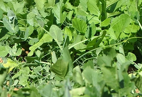 Whitetail Institute Imperial Whitetail Winter Peas PLUS - 11 LB 4 Whitetail Institute Imperial Whitetail Winter Peas PLUS - 11 LB - Image 2