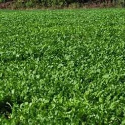 Whitetail Institute Imperial Whitetail Winter Peas PLUS - 11 LB 9 Whitetail Institute Imperial Whitetail Winter Peas PLUS - 11 LB -Outlet Sporting Goods Store wp11 3 1 1